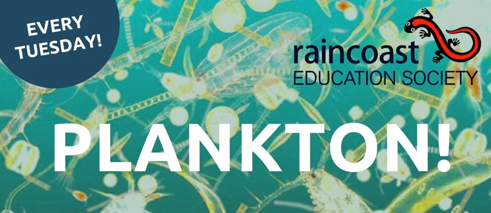 Plankton Tuesday with Raincoast Education Society in Tofino, BC