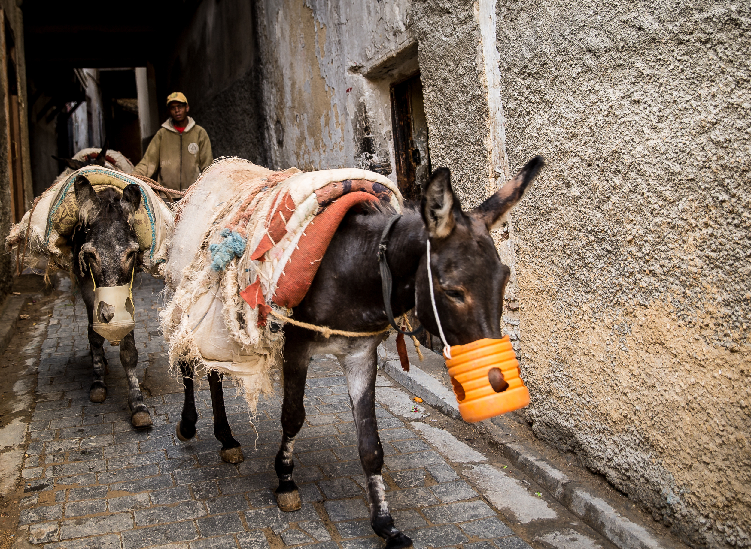 Alleyways are too narrow for cars so mules are often used to transport heavy loads.