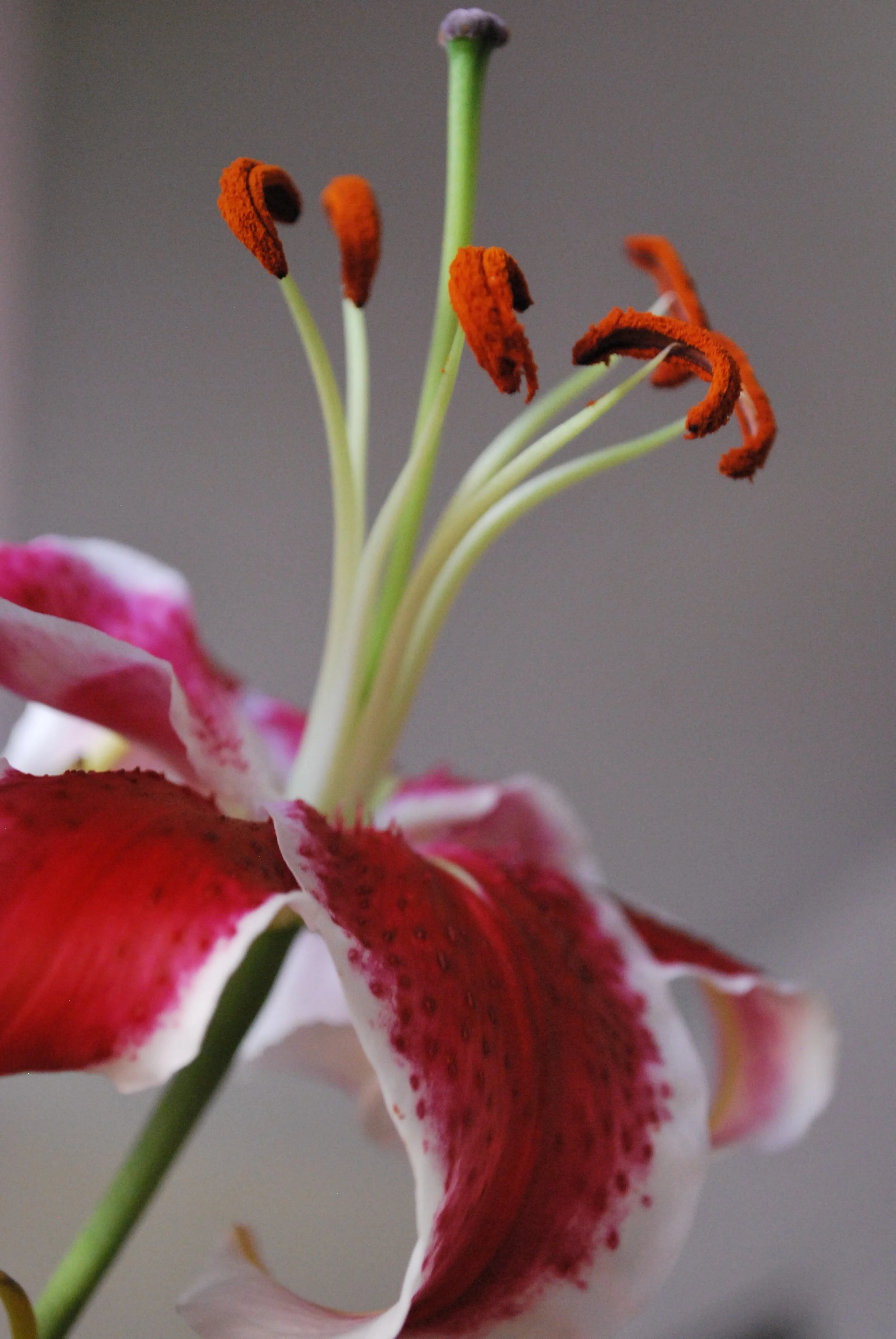 Crown of Fuzzy Cashews