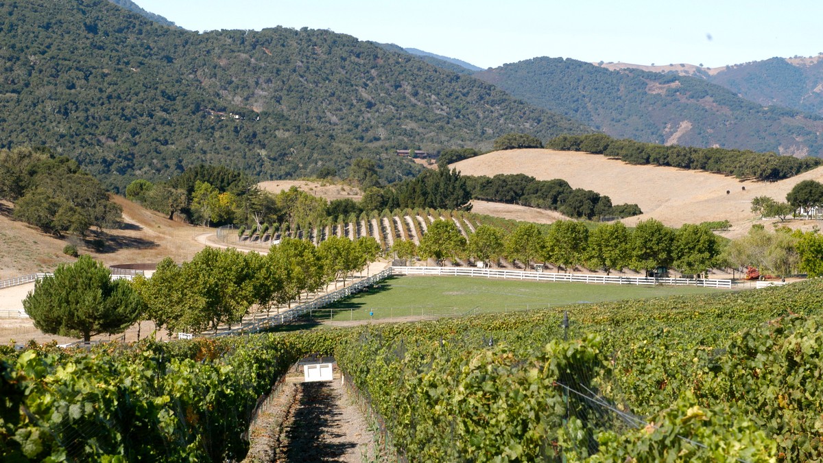 Image courtesy of Silvestri Vineyards