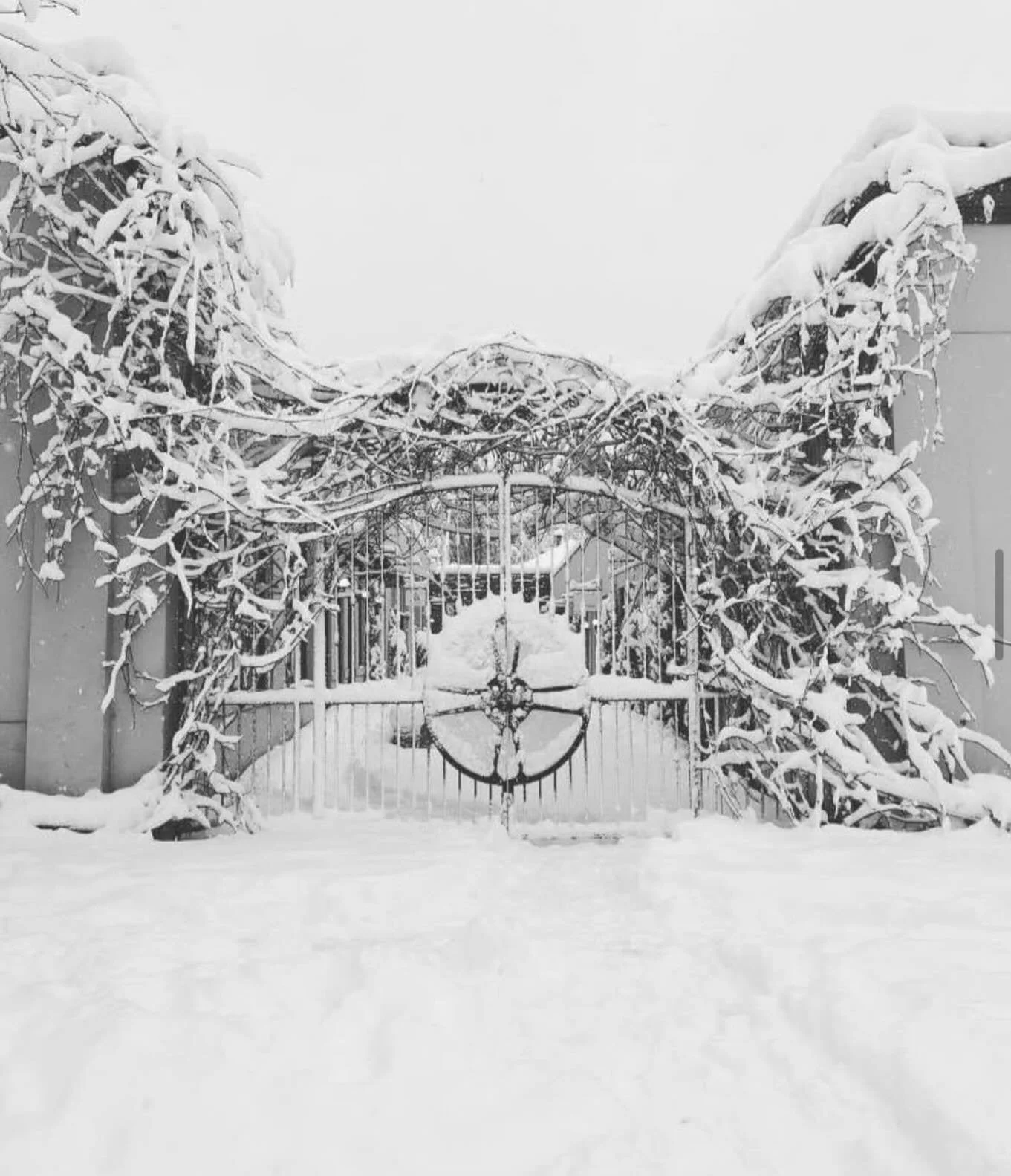 Happy New Year to you all!  Wishing for just one fun snowfall in PDX this year ❄️We took this image of our beloved courtyard in 2017 and would love to see a repeat.  Isn&rsquo;t it a beauty? 

Over the next few days, you will get a peek behind the st