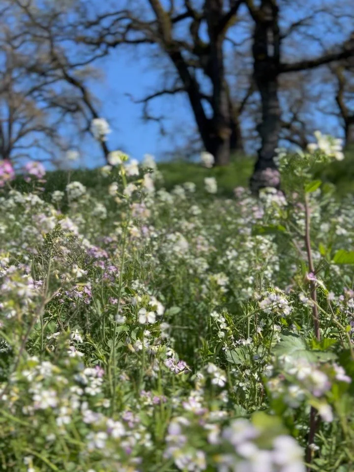 A beautiful family-owned Sonoma Valley vineyard, organically farmed, and ready for the next chapter.  We&rsquo;re lending our expertise to a longtime client and just loved our time (and sun!) on the site.