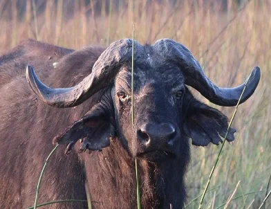 The Buffalo and the Ballerina in the African Bush