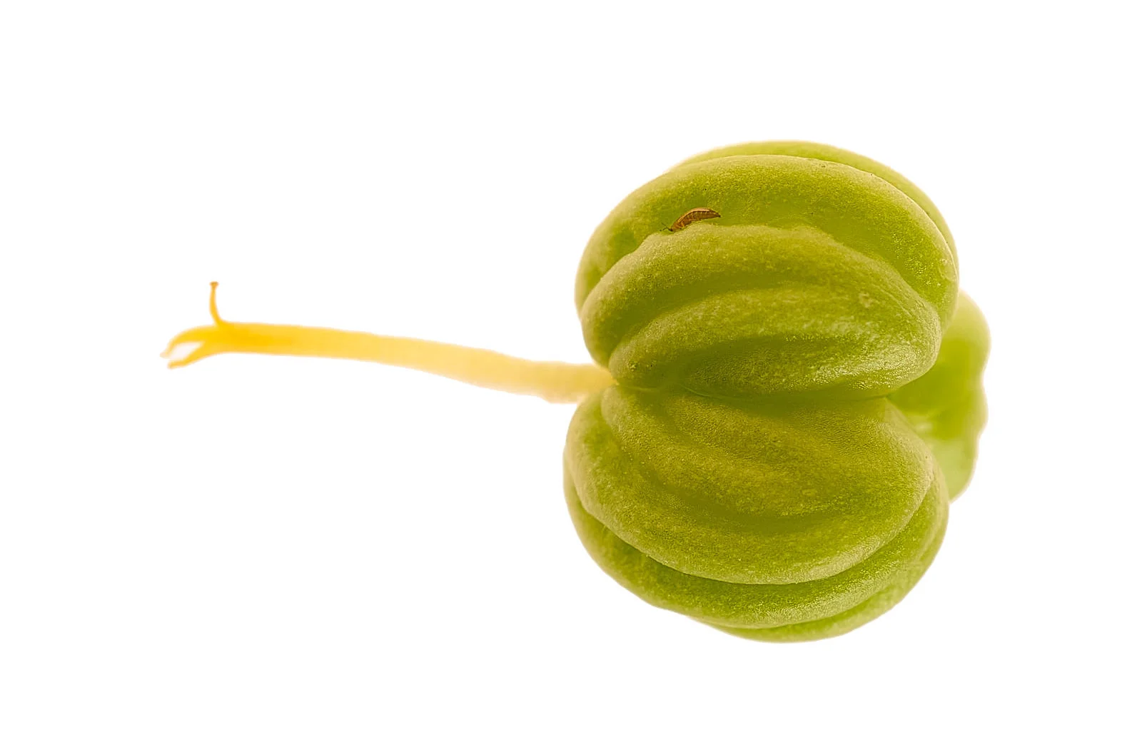  Nasturtium Caper 