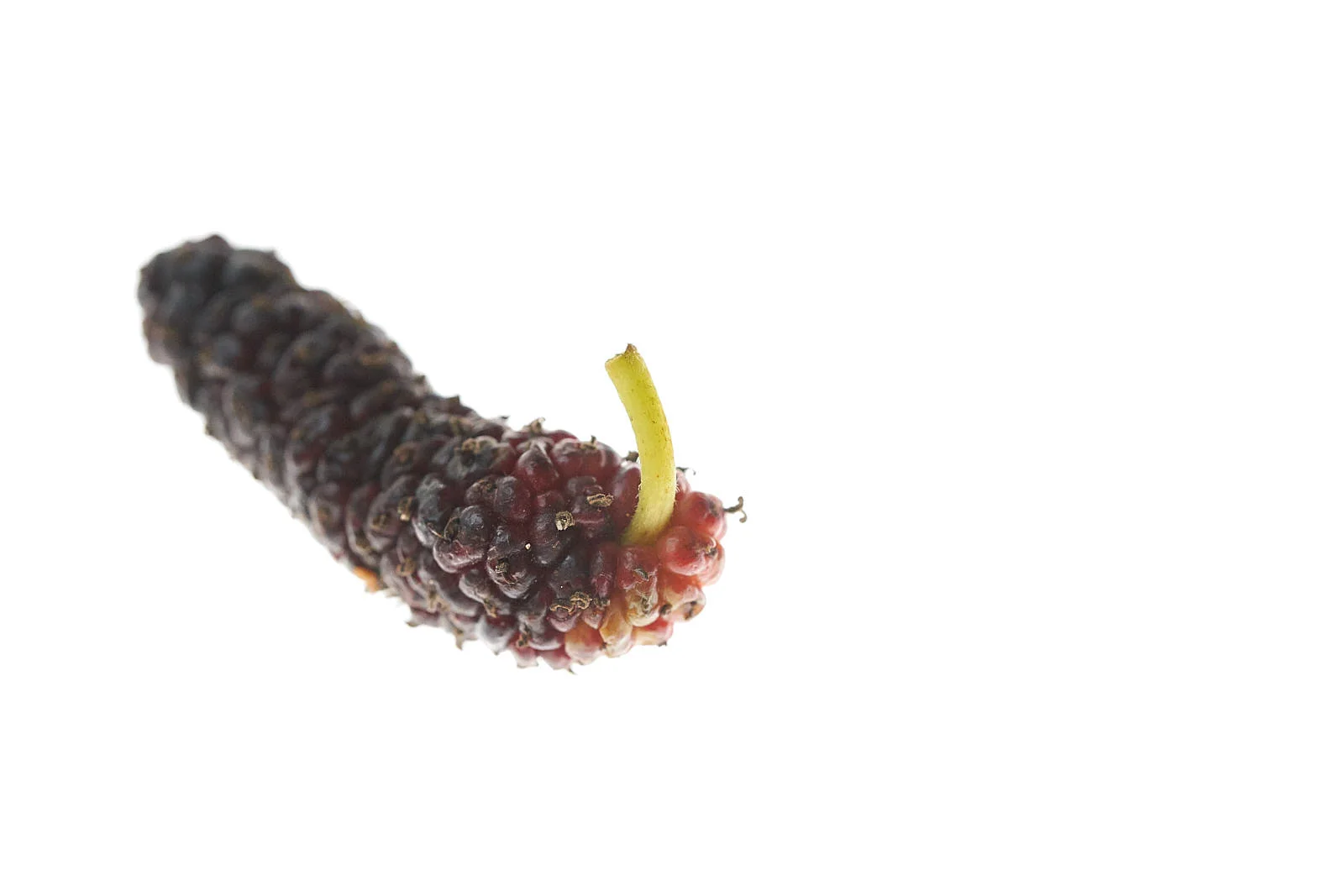  Mulberry 