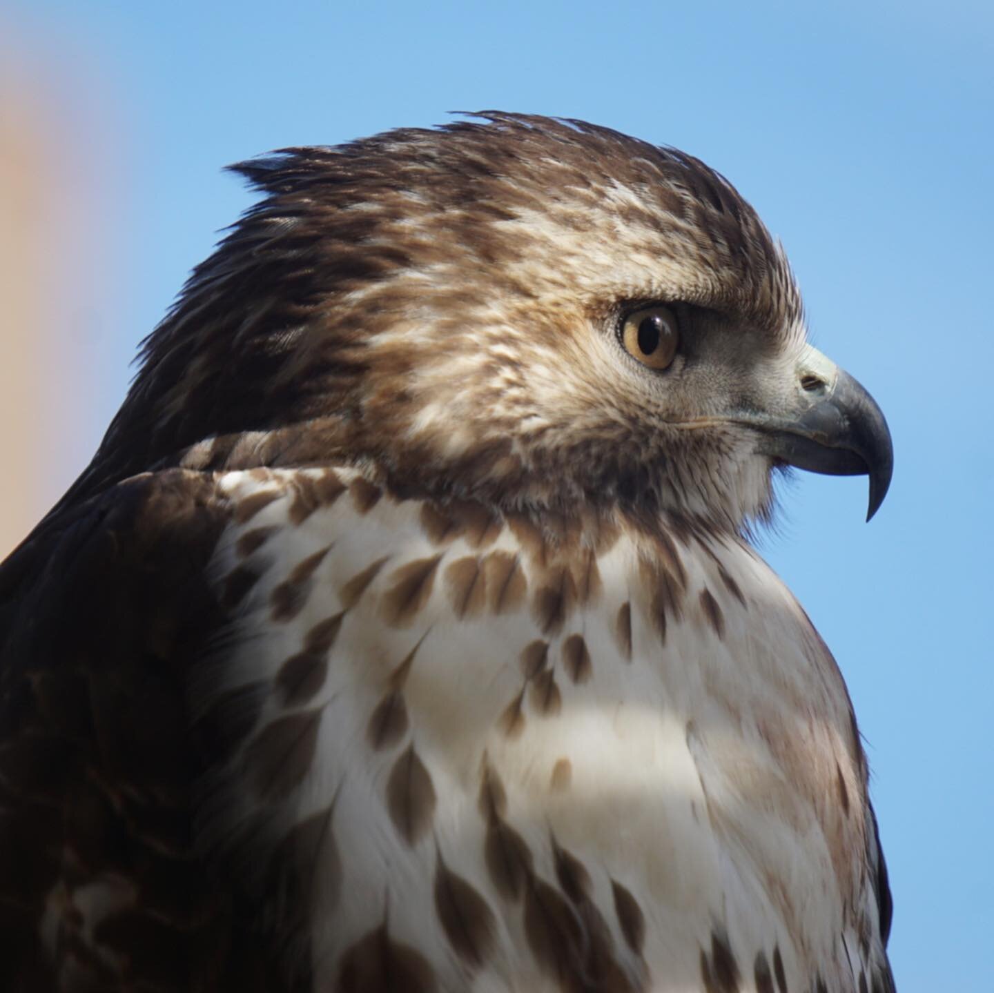 Overjoyed to share a few shots of our fire escape visitor yesterday morning- a Juvenile Red-Tailed Hawk. He stayed over an hour (i think he/she liked our music) ☺️ #birdsofNYC #redtailedhawk #uws #birdsofmanhattan #birdsofinstagram #NYC #birdsofNYC #