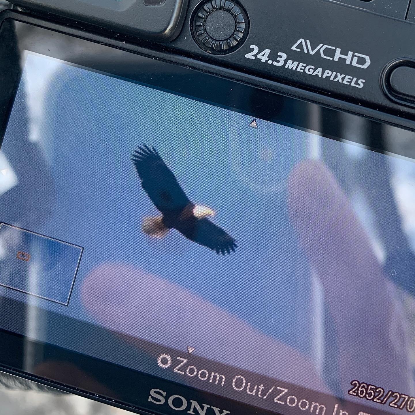 Still in shock that I spotted a bald eagle today, over Riverside Park/Drive around 111th street. I noticed a school of crows and then realized high above them was a BALD EAGLE. My zoom can only go so far, so a few photos of my camera screen (zoomed) 