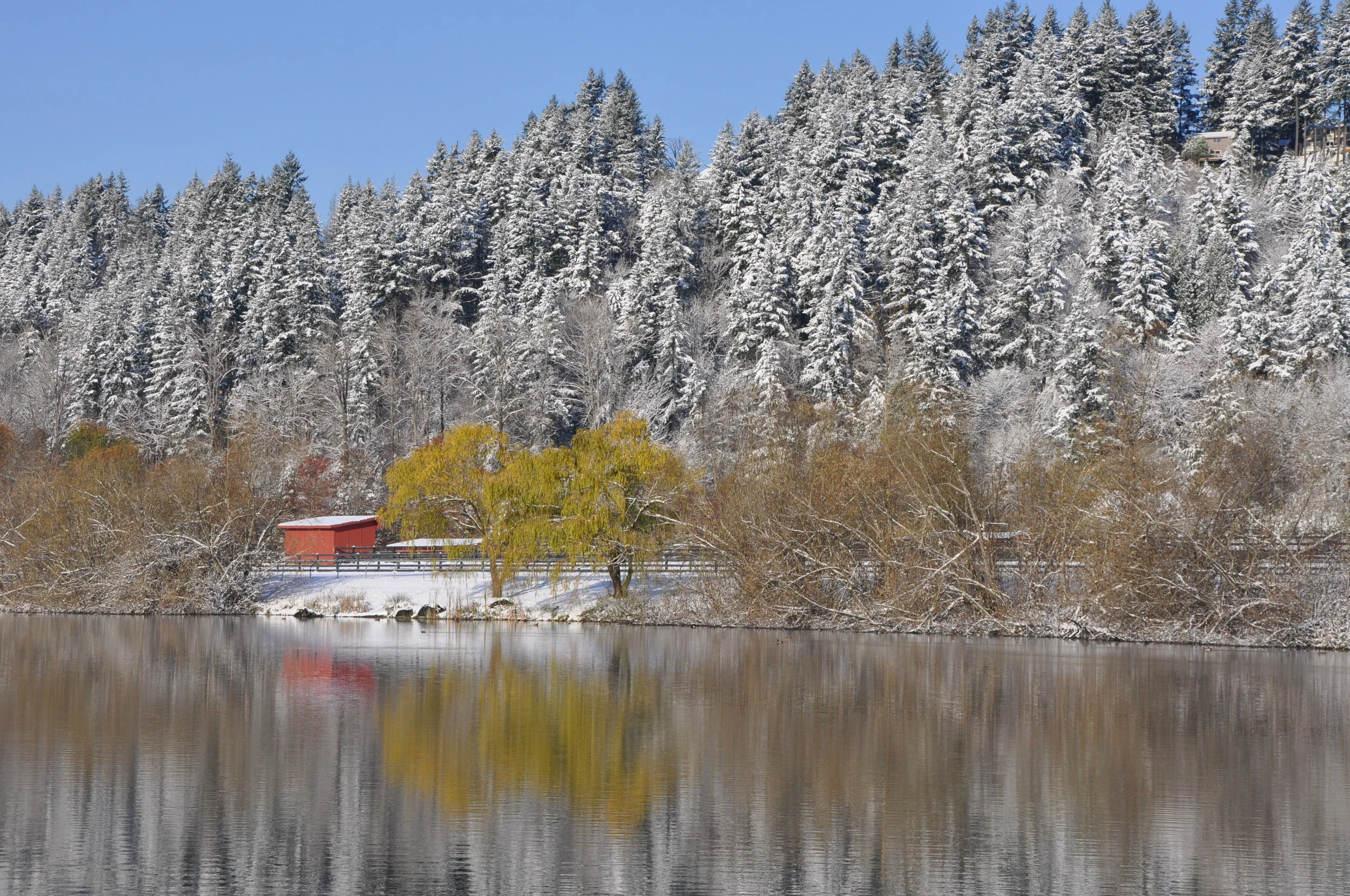 2010 Snow November 014.JPG