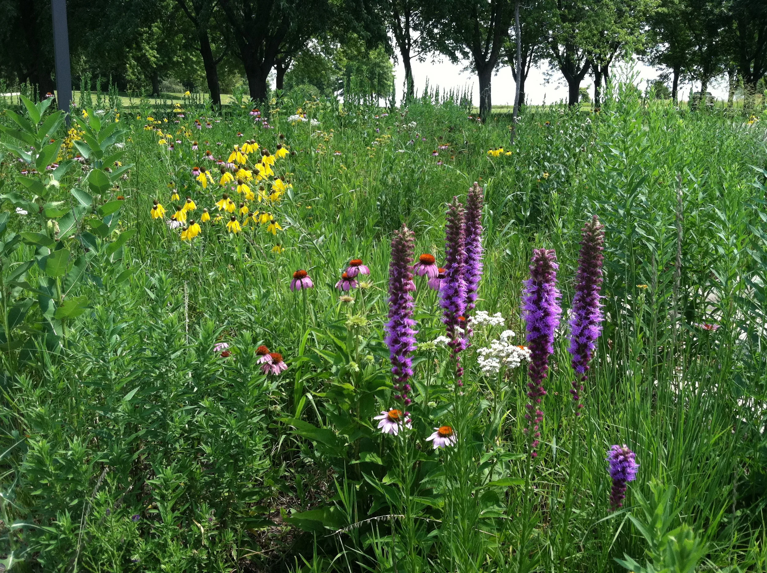 Ecological Restoration and Habitat Mitigation