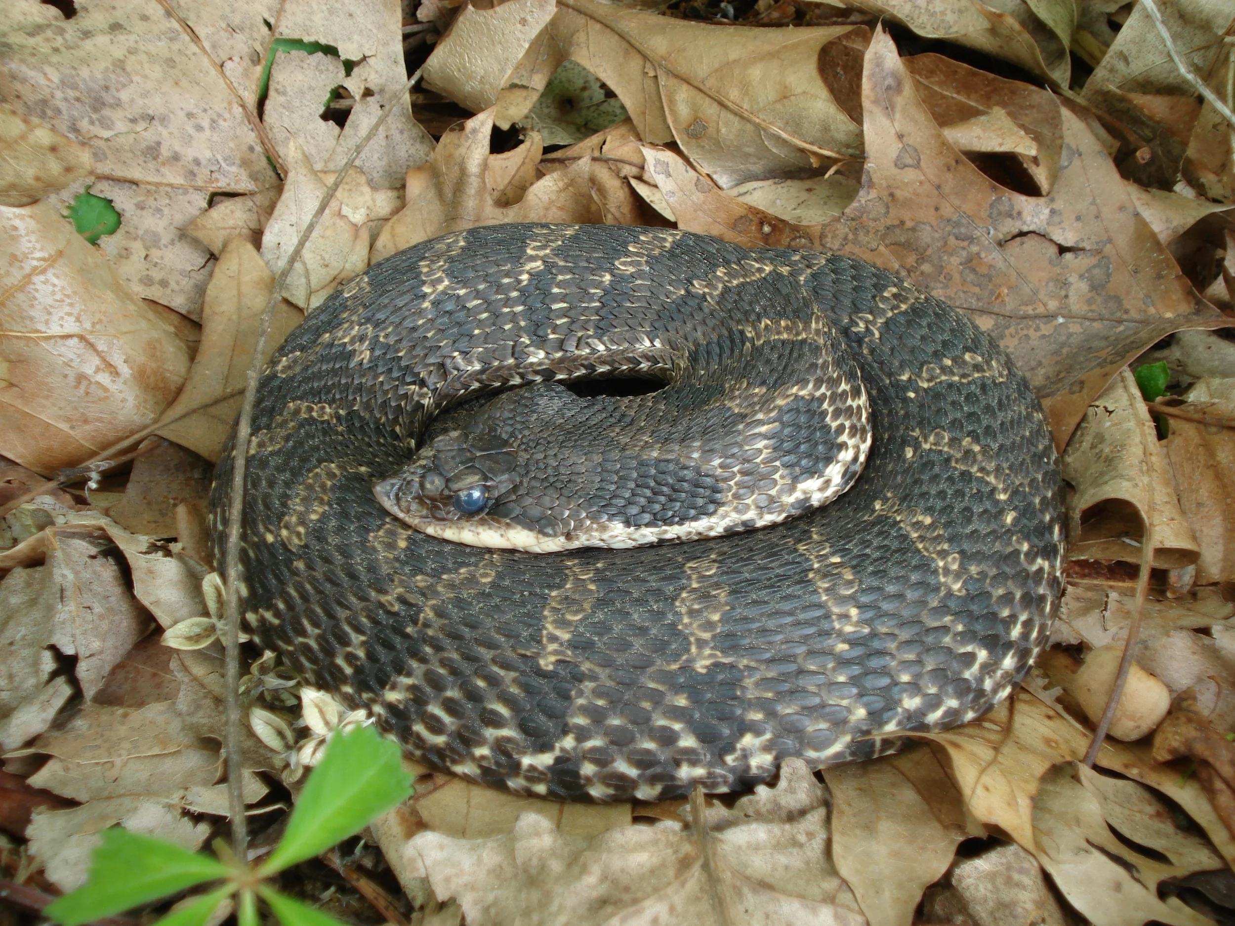 hognose.jpg
