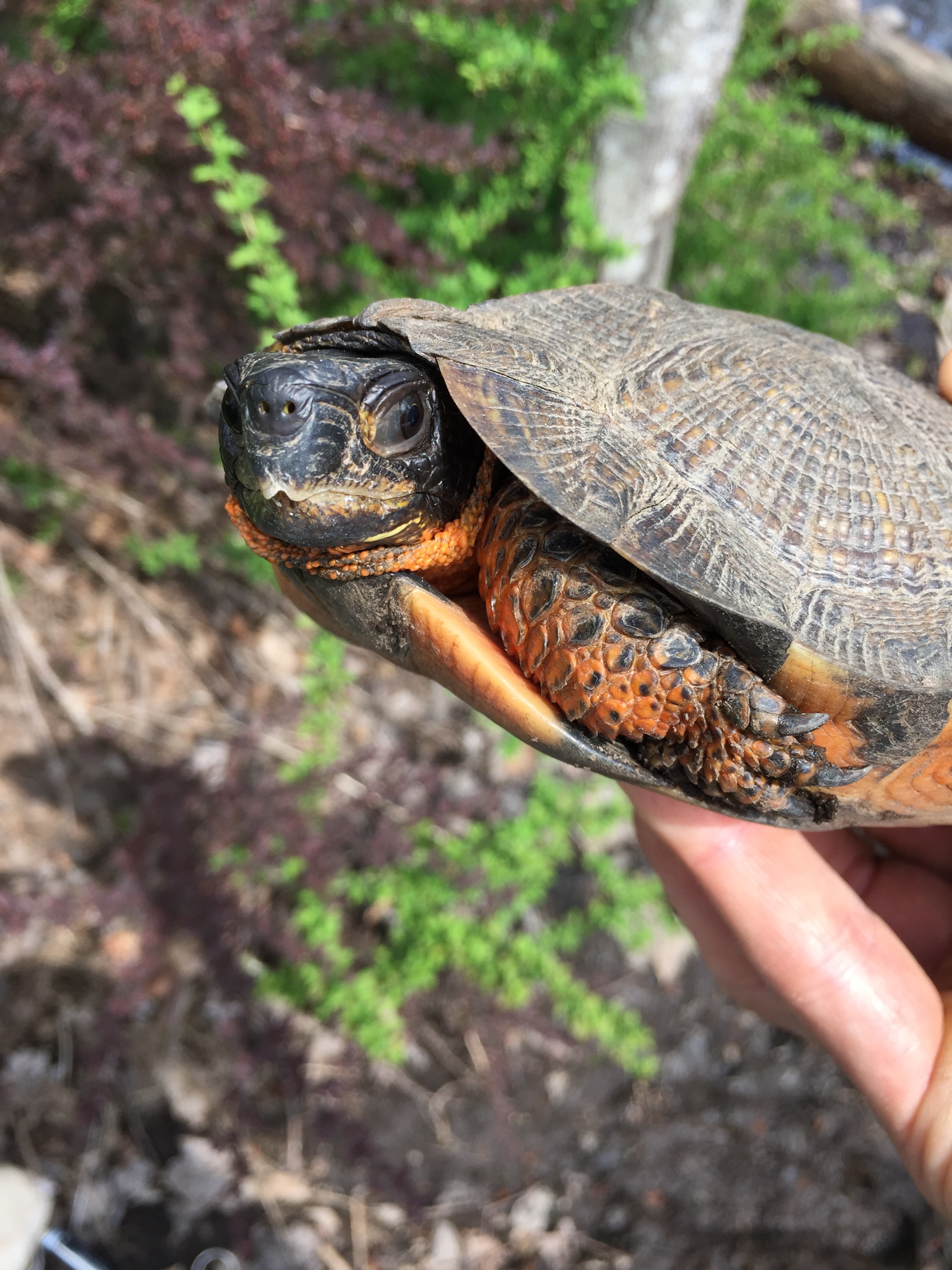 woodturtle (1).JPG