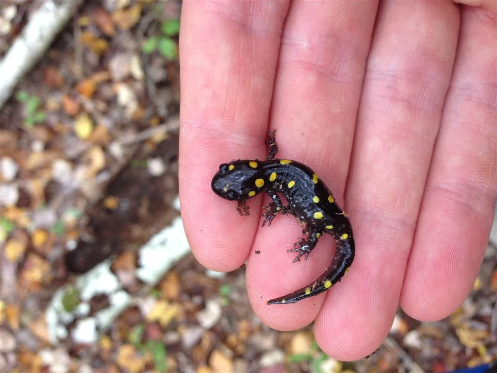 spotted metamorph.jpg