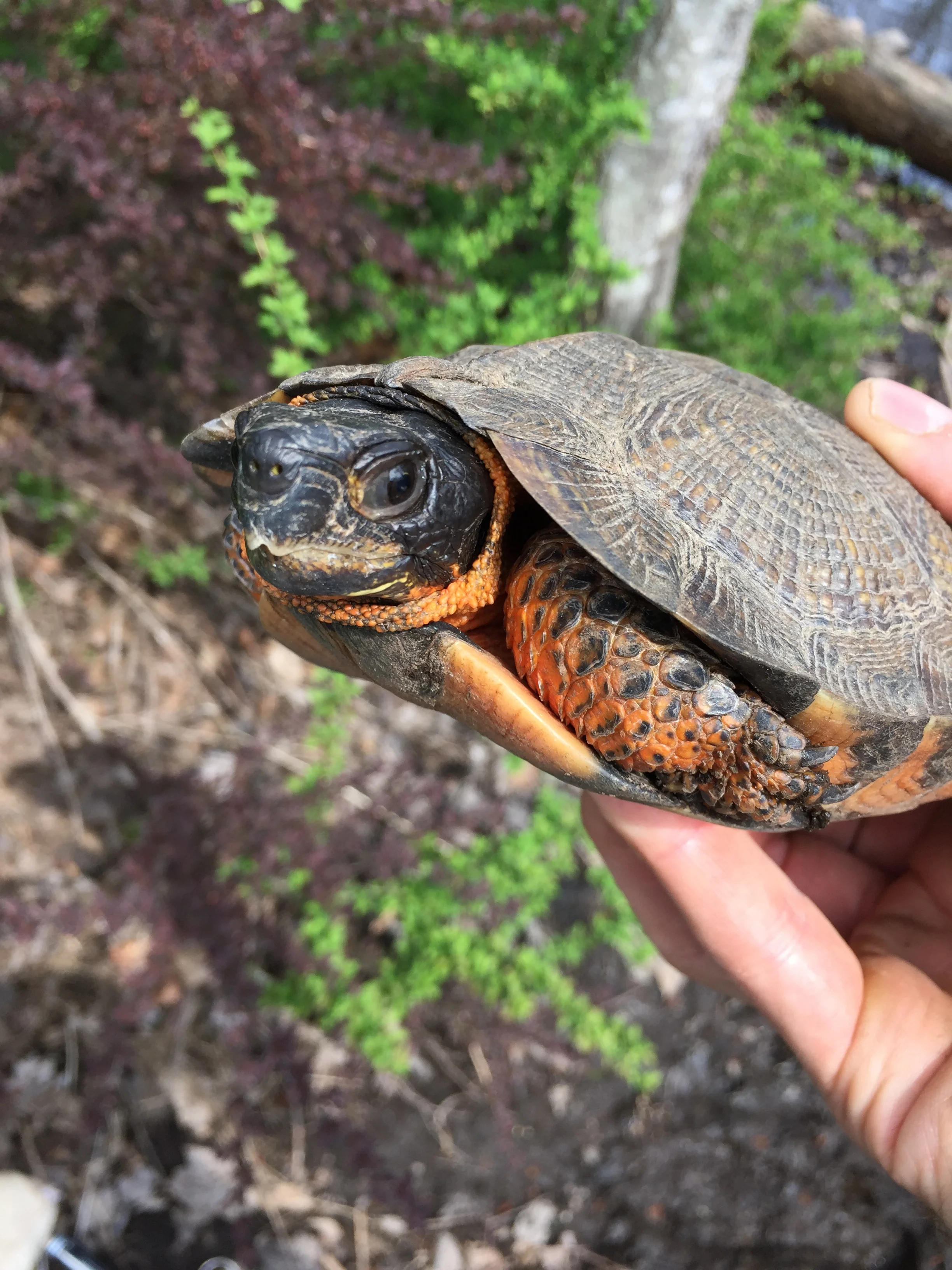 woodturtle (4).JPG