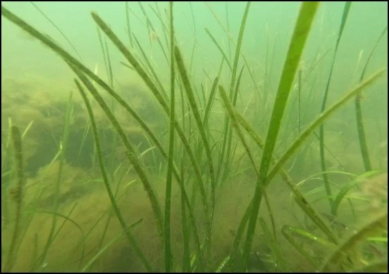 Eelgrass2.jpg