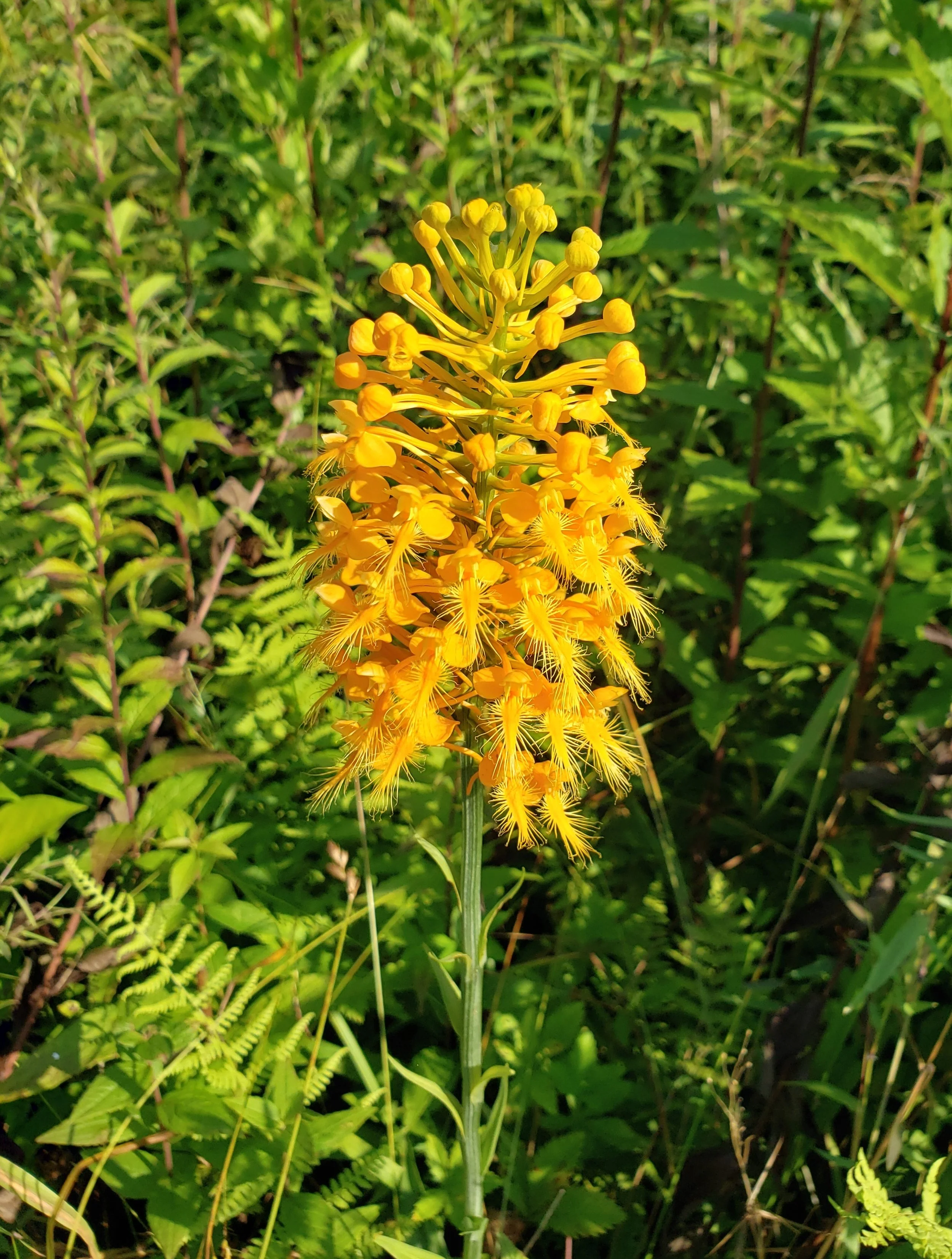Y Fringed Orchid.jpg