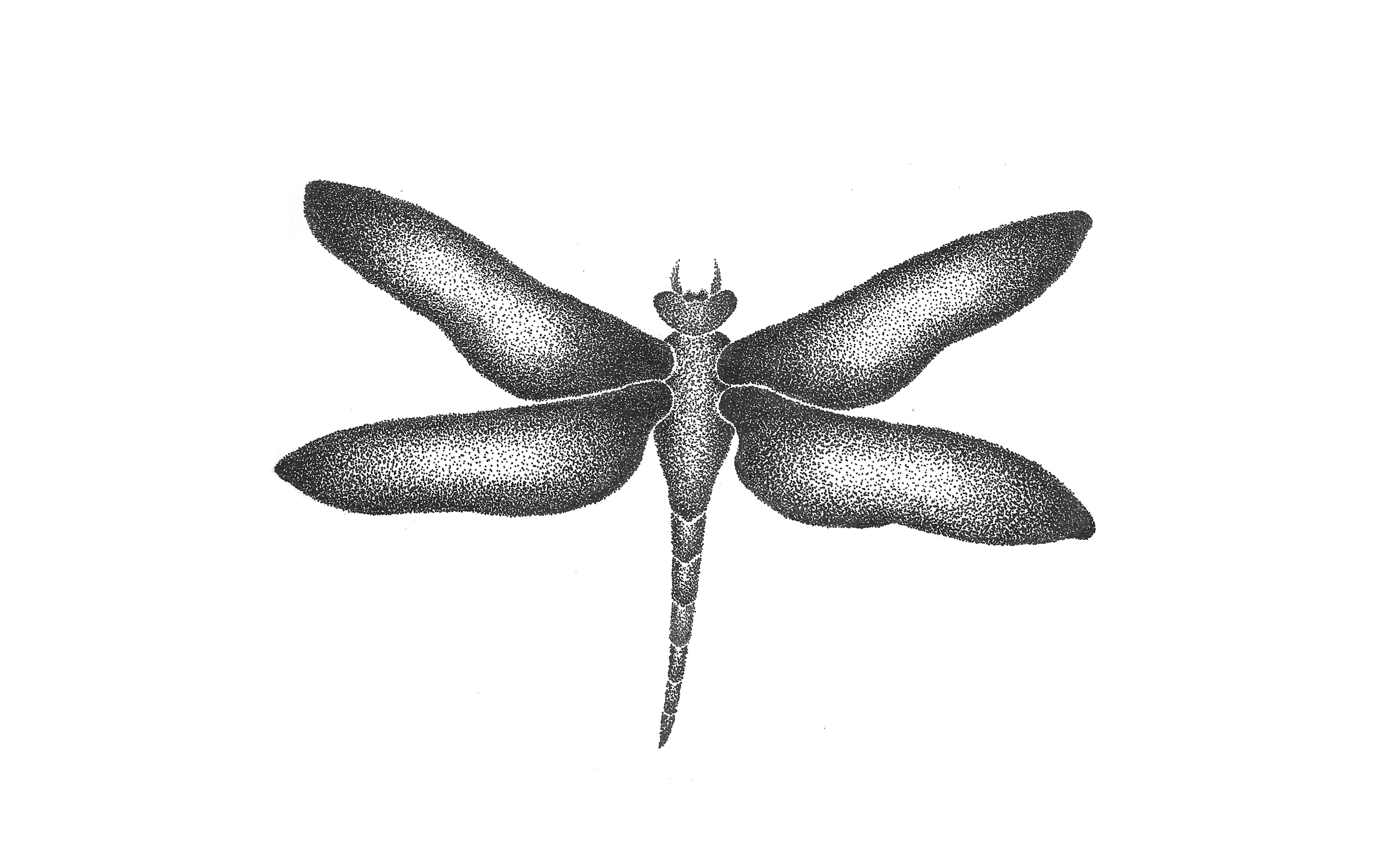 Dragonfly.