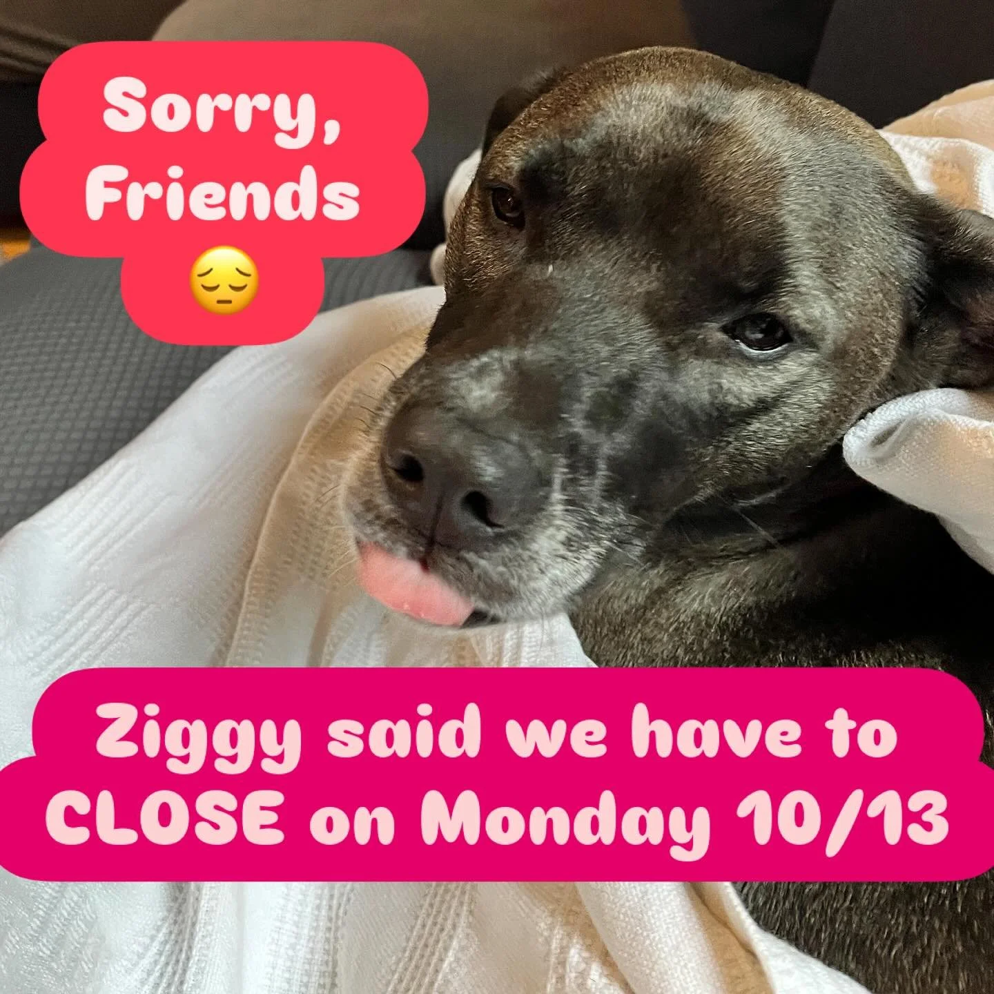 We will be Closed on Monday, 10/13. We will be in the shop cleaning up and revamping the space after the construction. 🥳