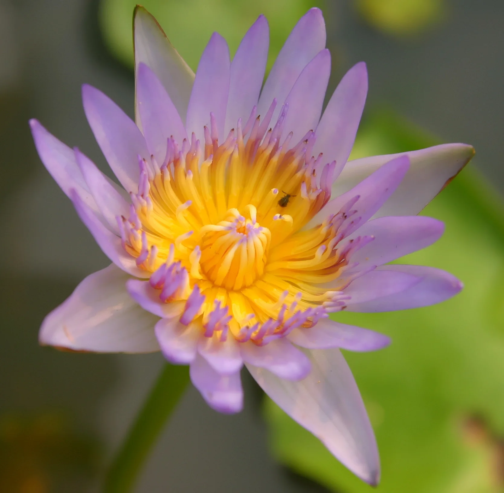 Nelumbo nucifera lotus.jpg