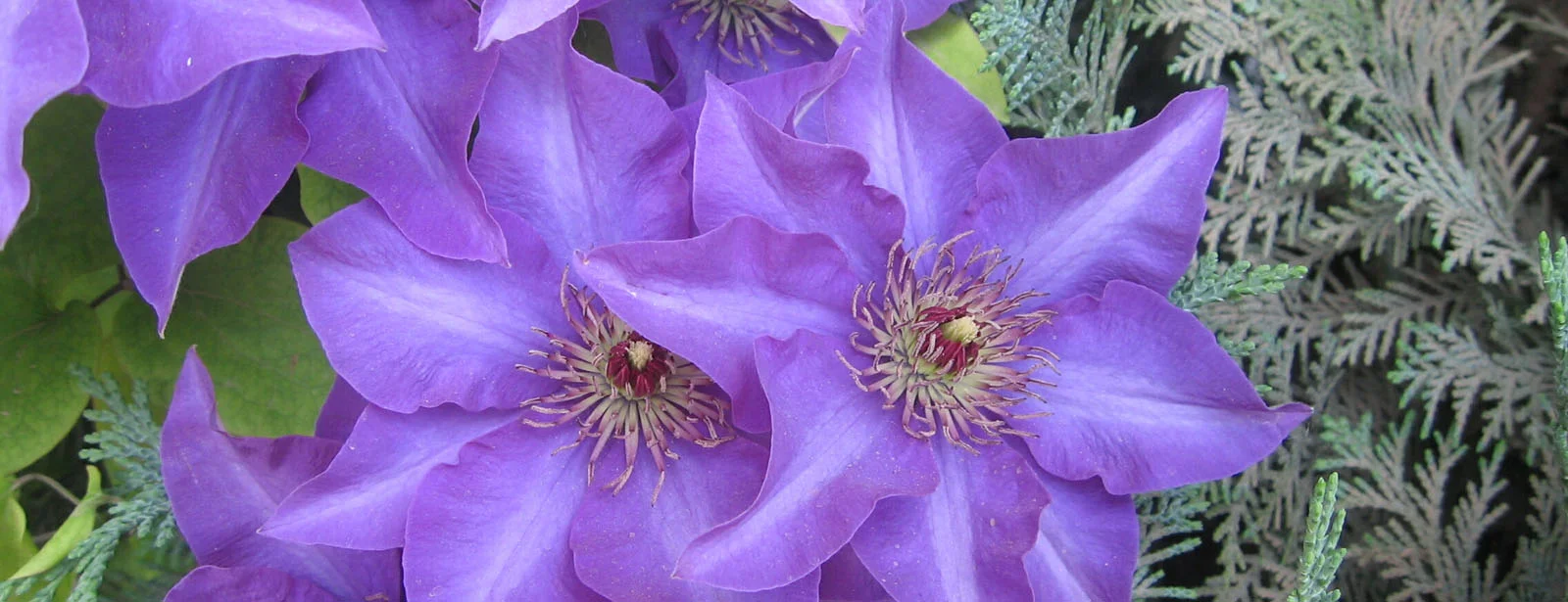 clematis for web 2.jpg