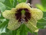 Hyoscyamus niger ( henbane)