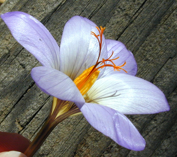 Crocus sativa bloom az en.jpg