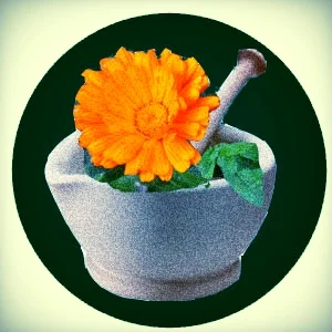 mortar pestle calendula in green circle.jpg