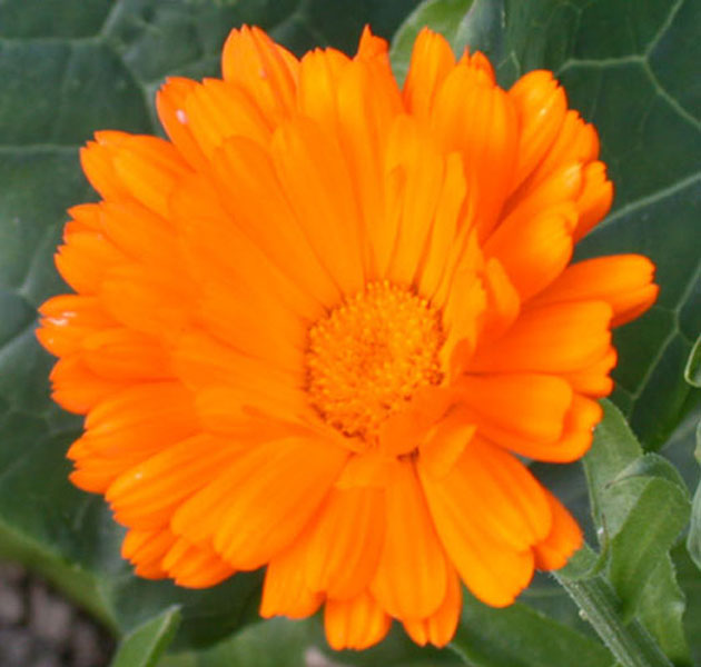 Calendula.jpg