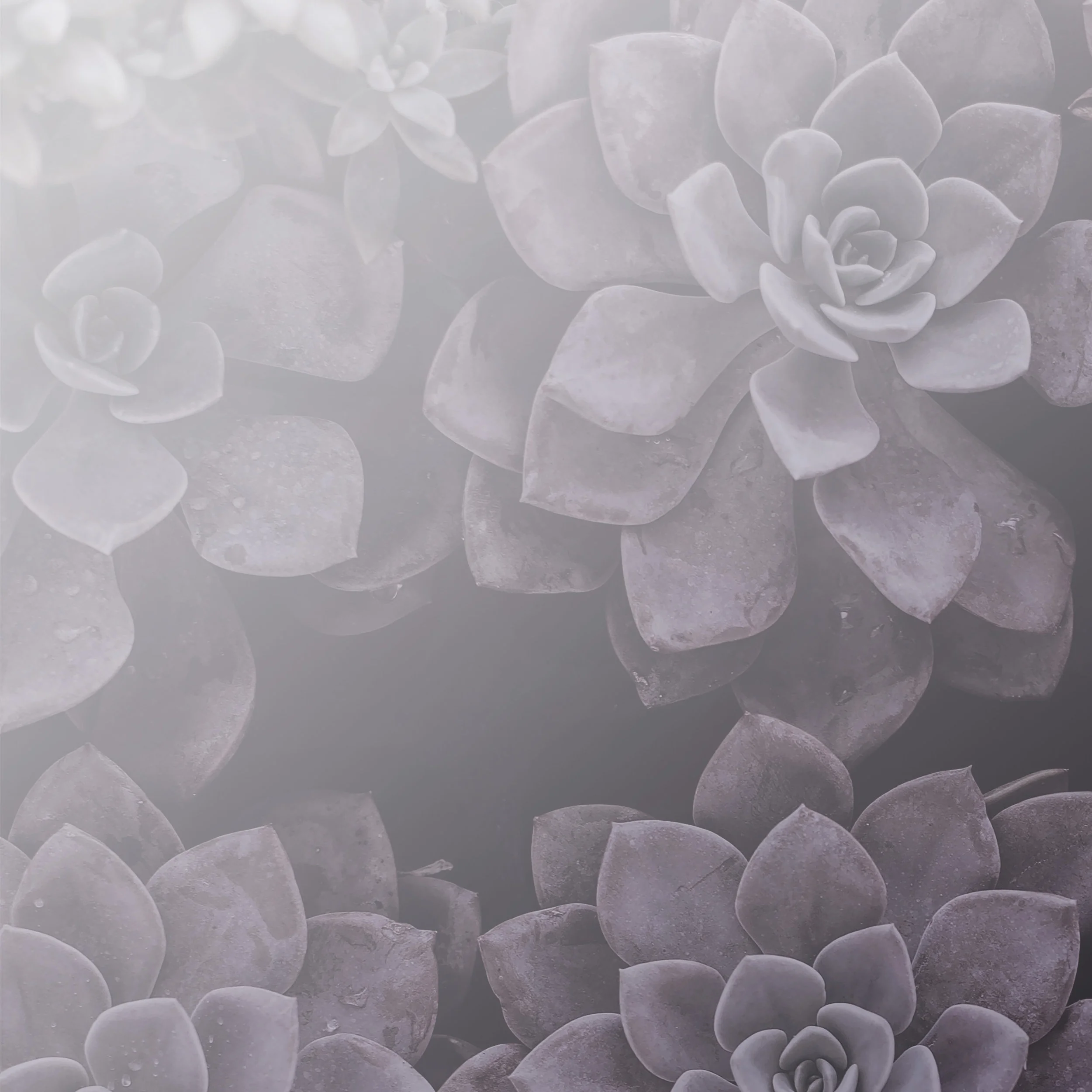 purple succulents_square.jpg