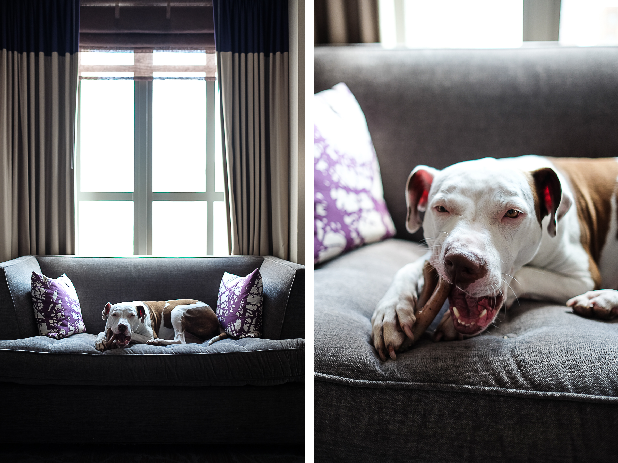 Kimpton_Palomar_Dog_Friendly_Hotel_Philadelphia_Photographer_Kristen_Humbert_6