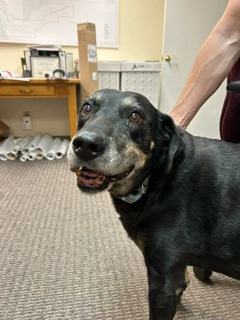 Update: Owner found (Dog Found, help!)