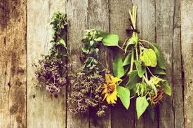 What is Naturopathic Medicine?