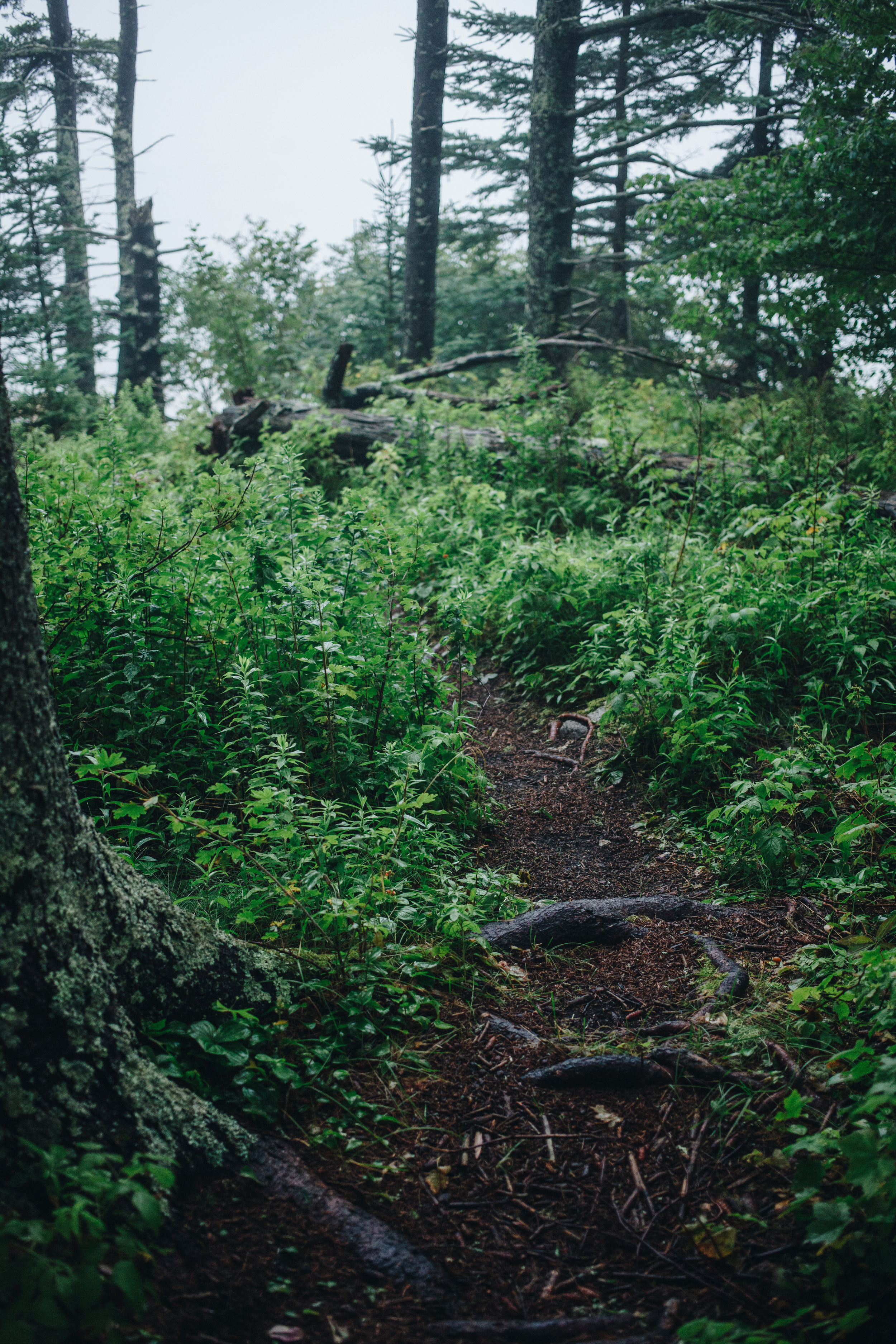 maine-2016-6413.jpg