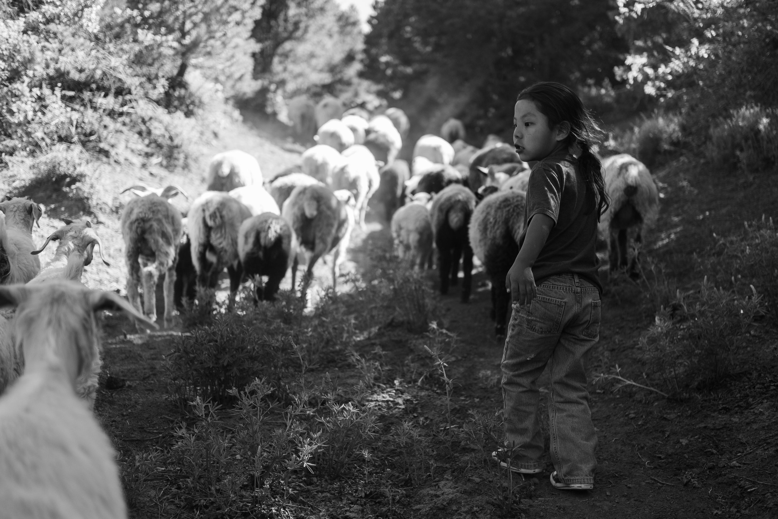 sheep-hike-6937.jpg