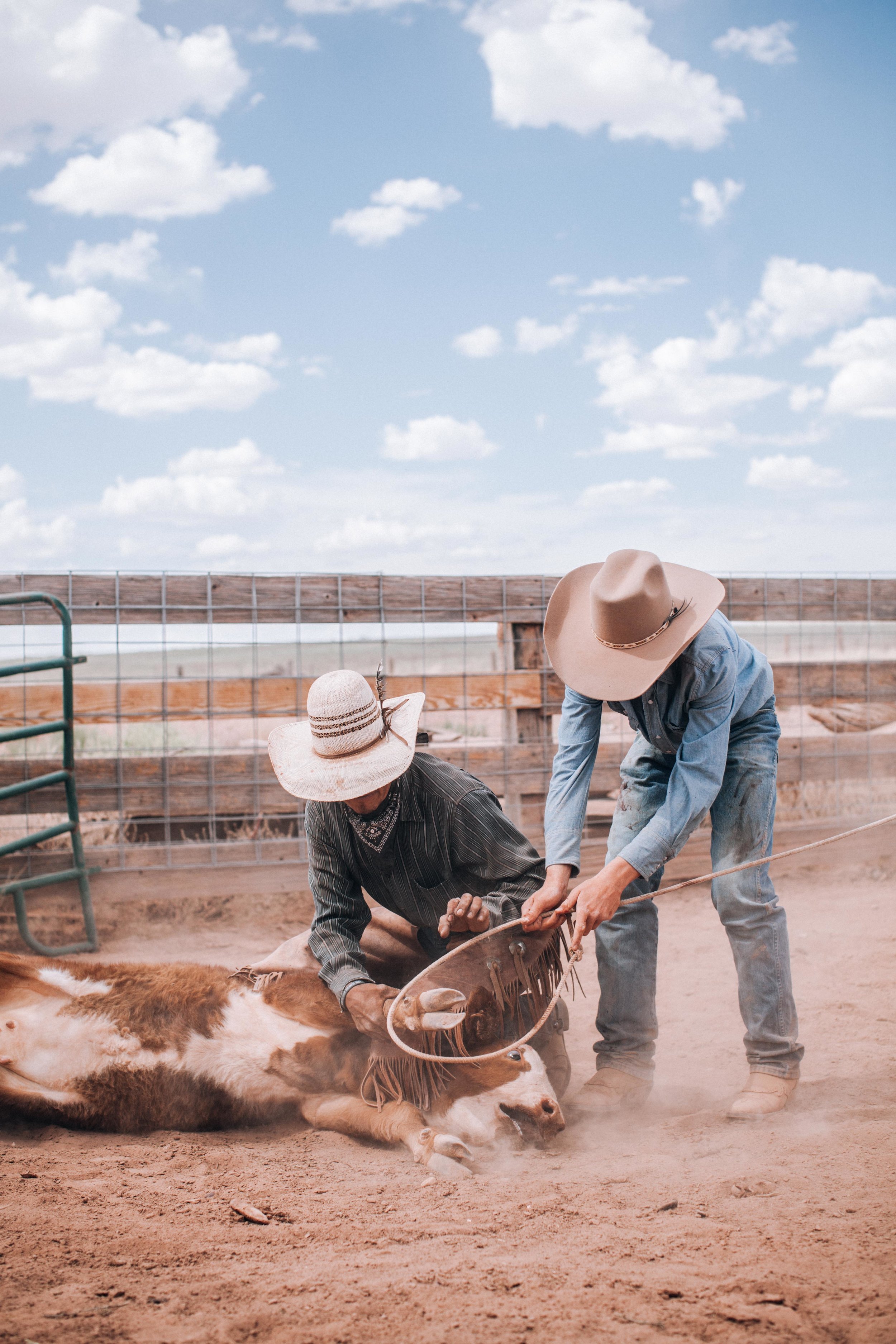 cattle-drive-8686.jpg