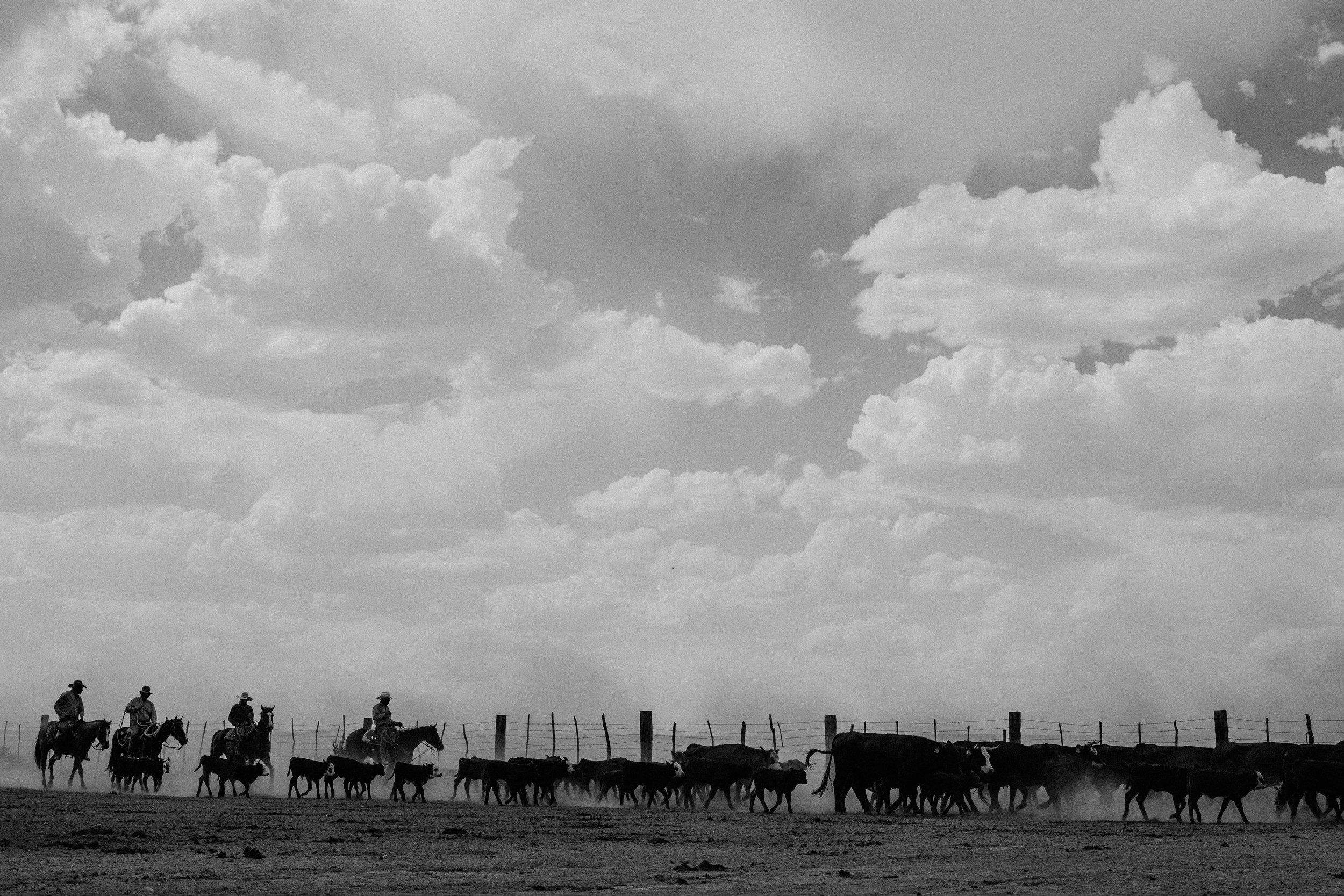 cattle-drive-8723.jpg