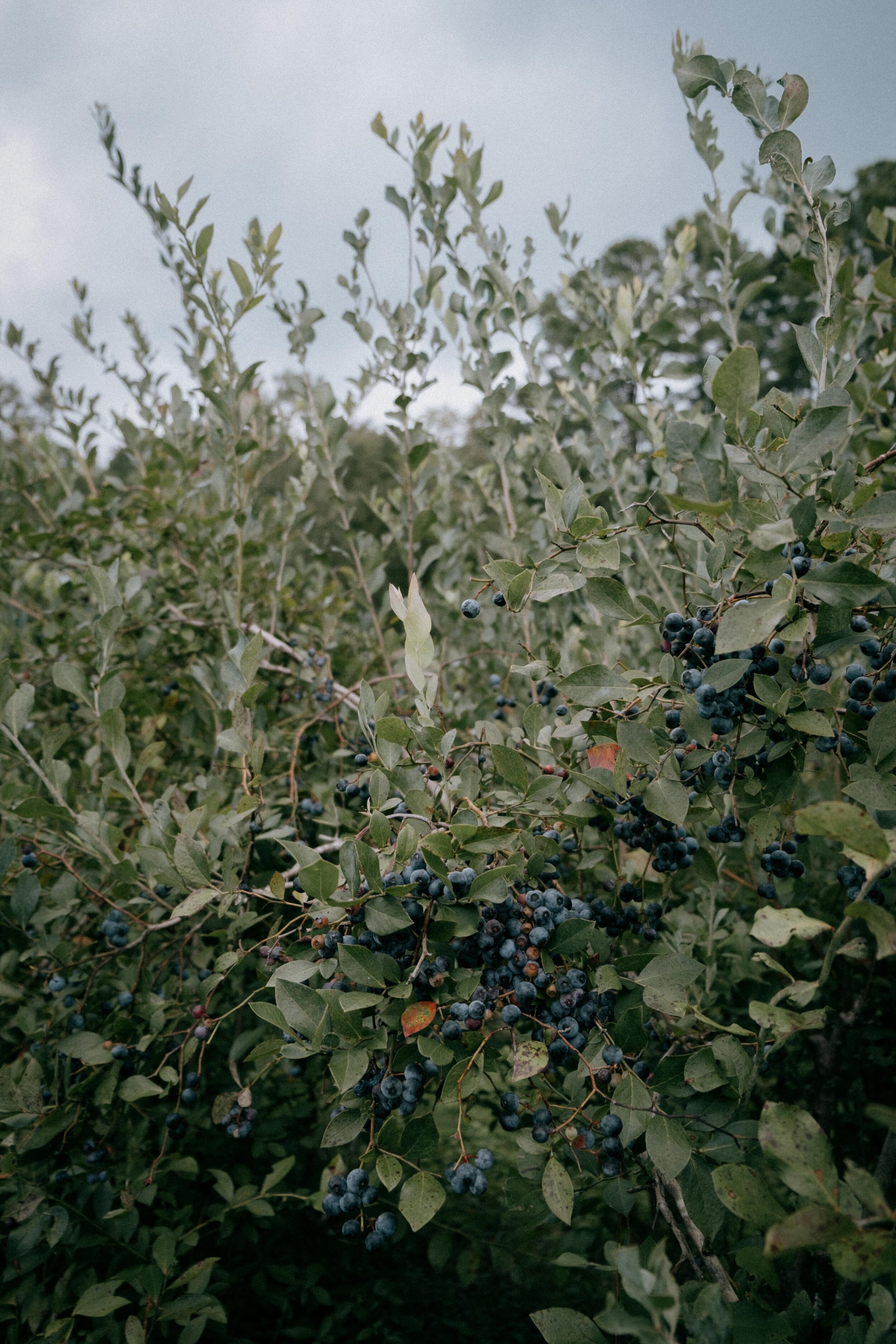 blueberries-6040.jpg