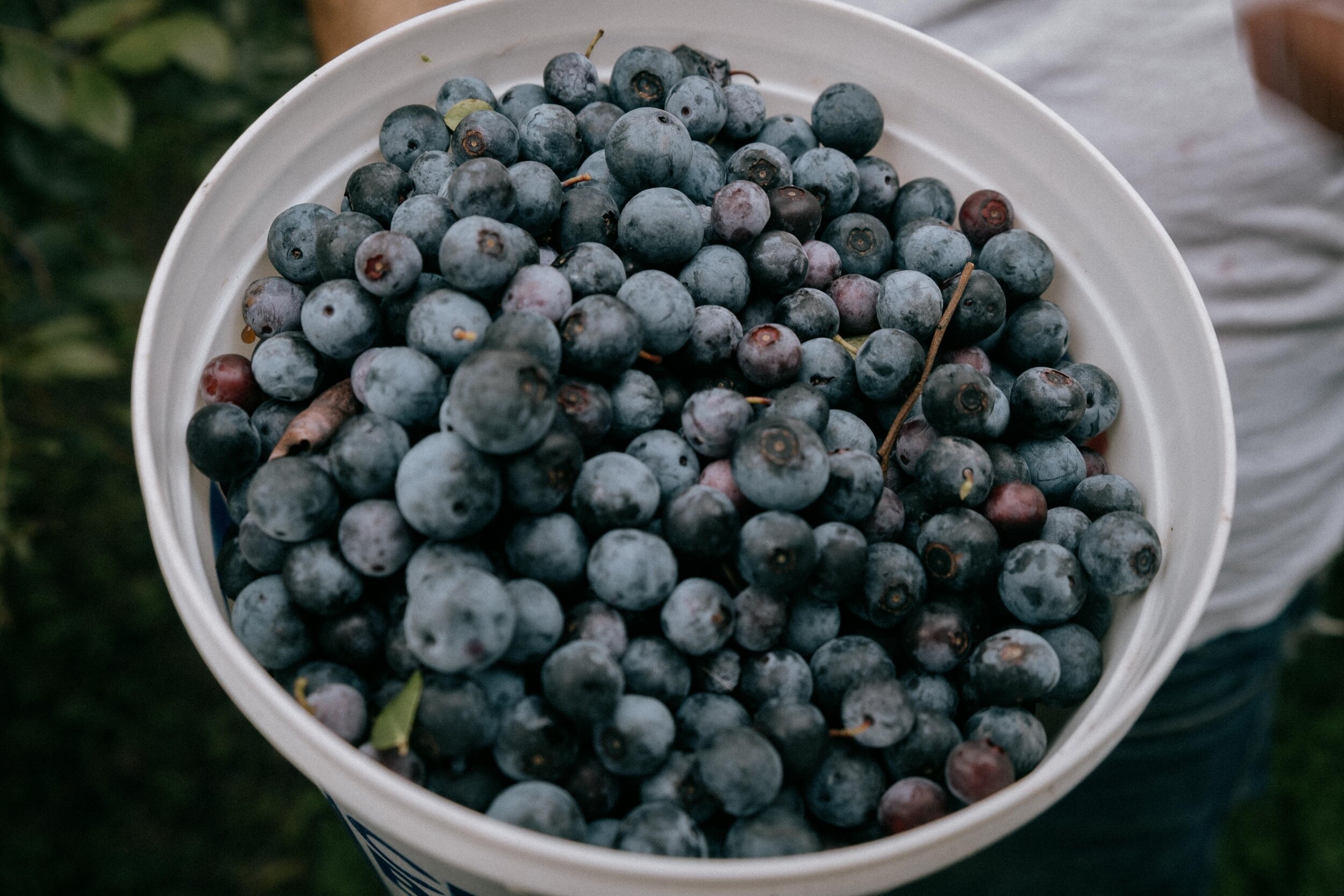 blueberries-6081.jpg