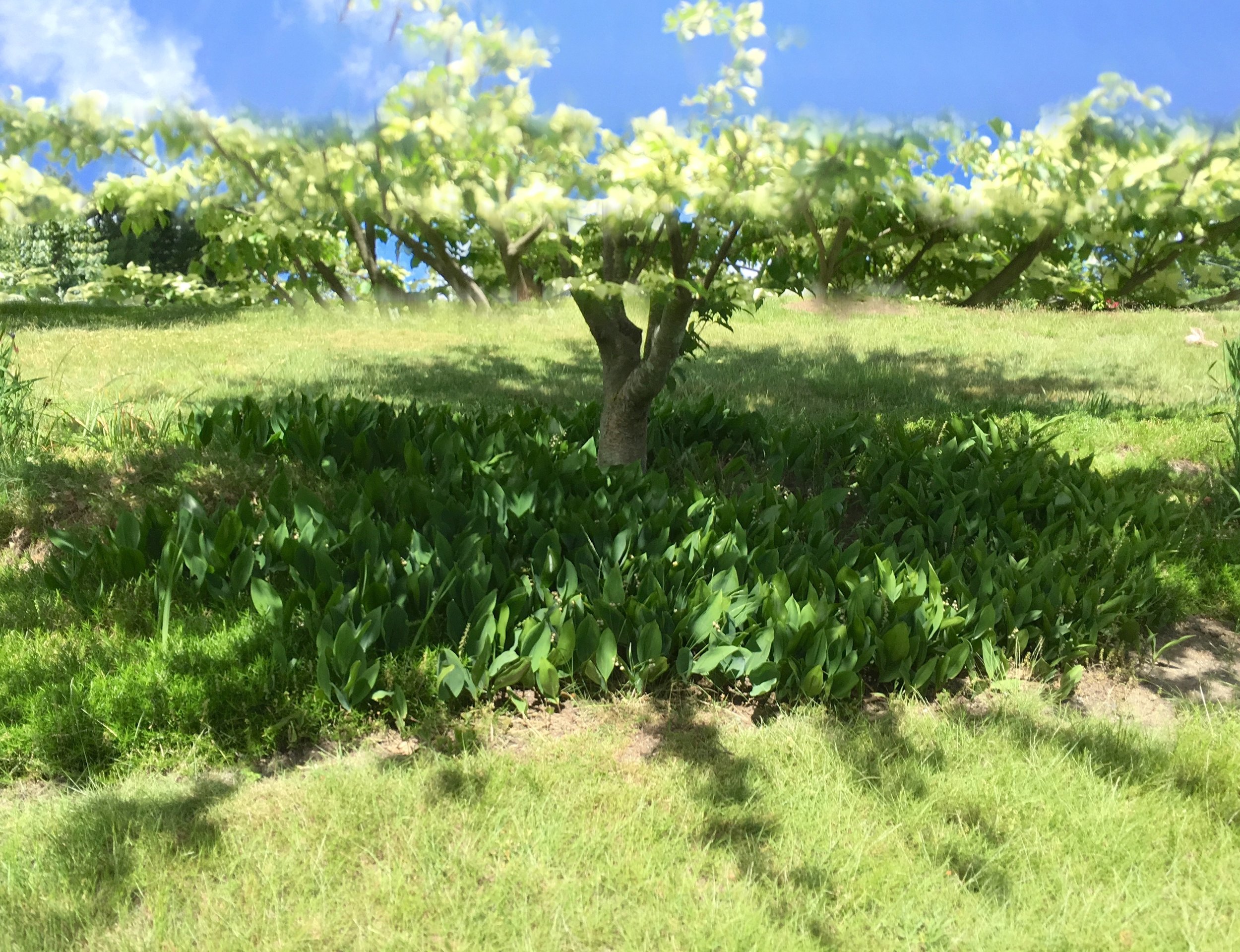 pano tree v2 #38 IMG_7510 copy.jpg