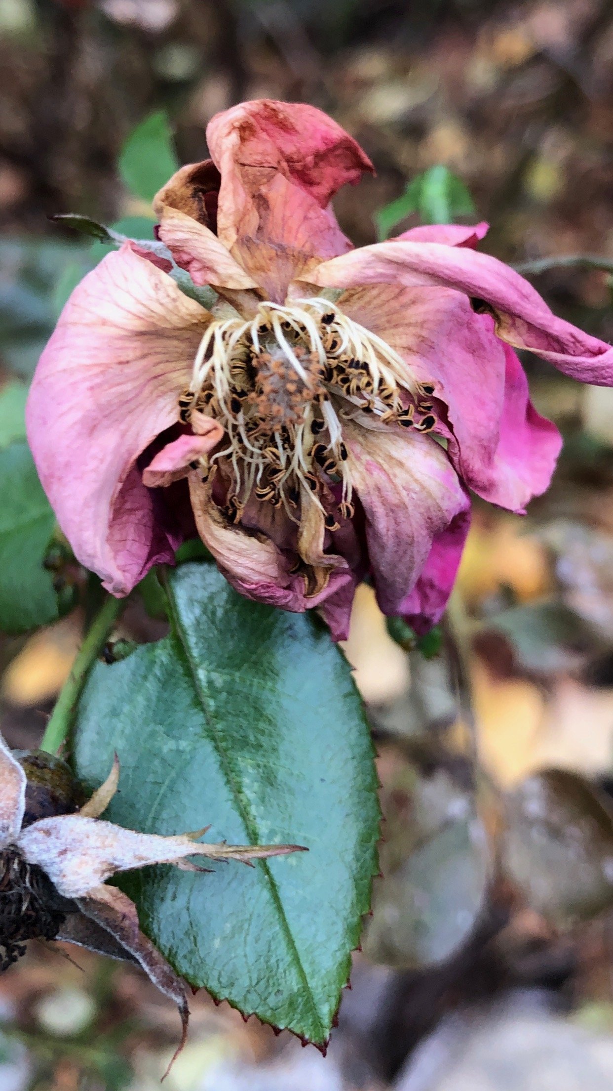 flower dead rose.jpg