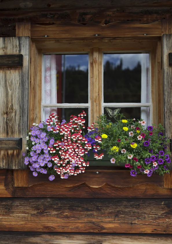 stockfresh_2204885_flower-arrangements_sizeS_db6dc1.jpg