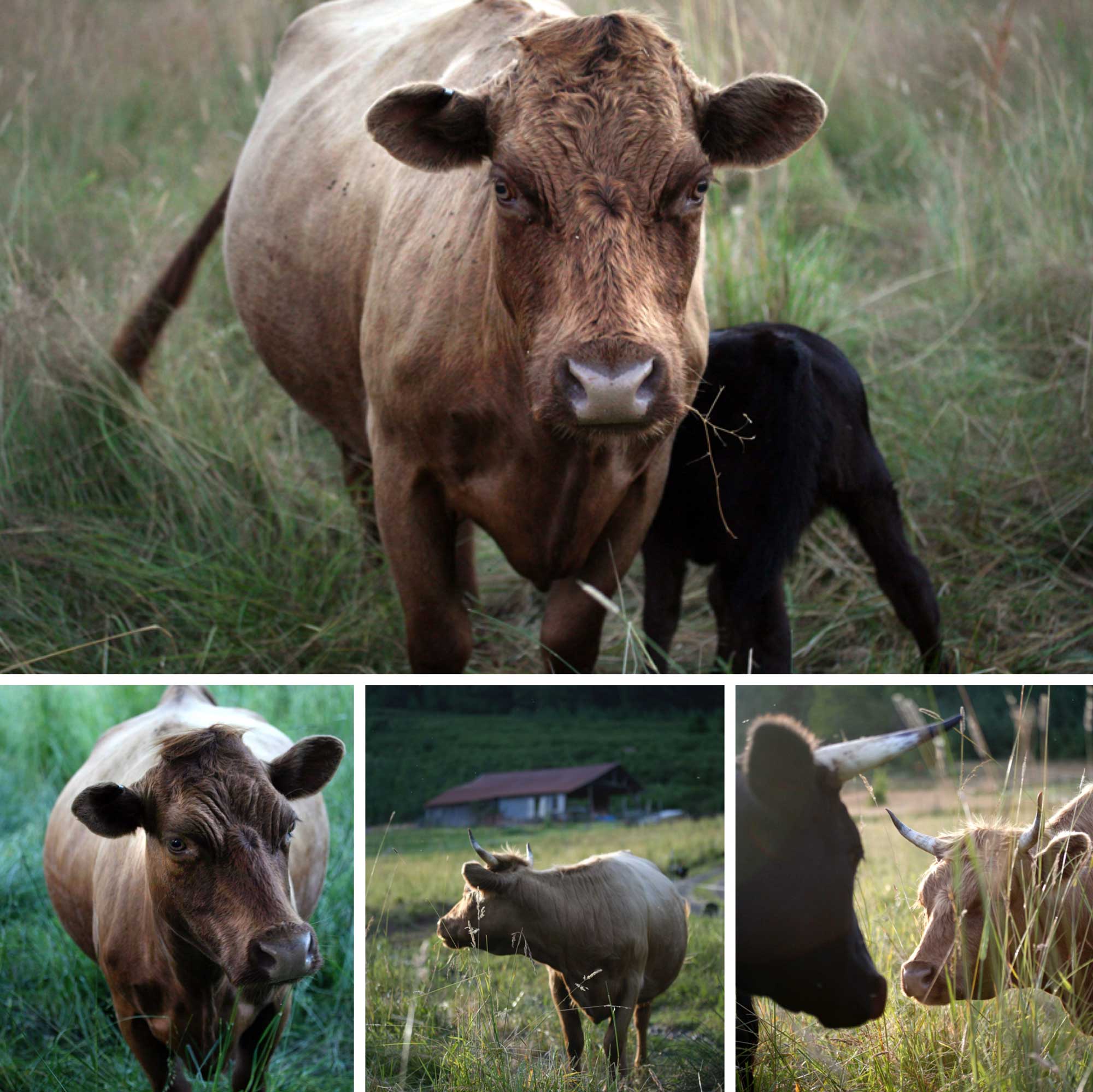  Big Table Farm Collage – Various images of cattle around the farm. 