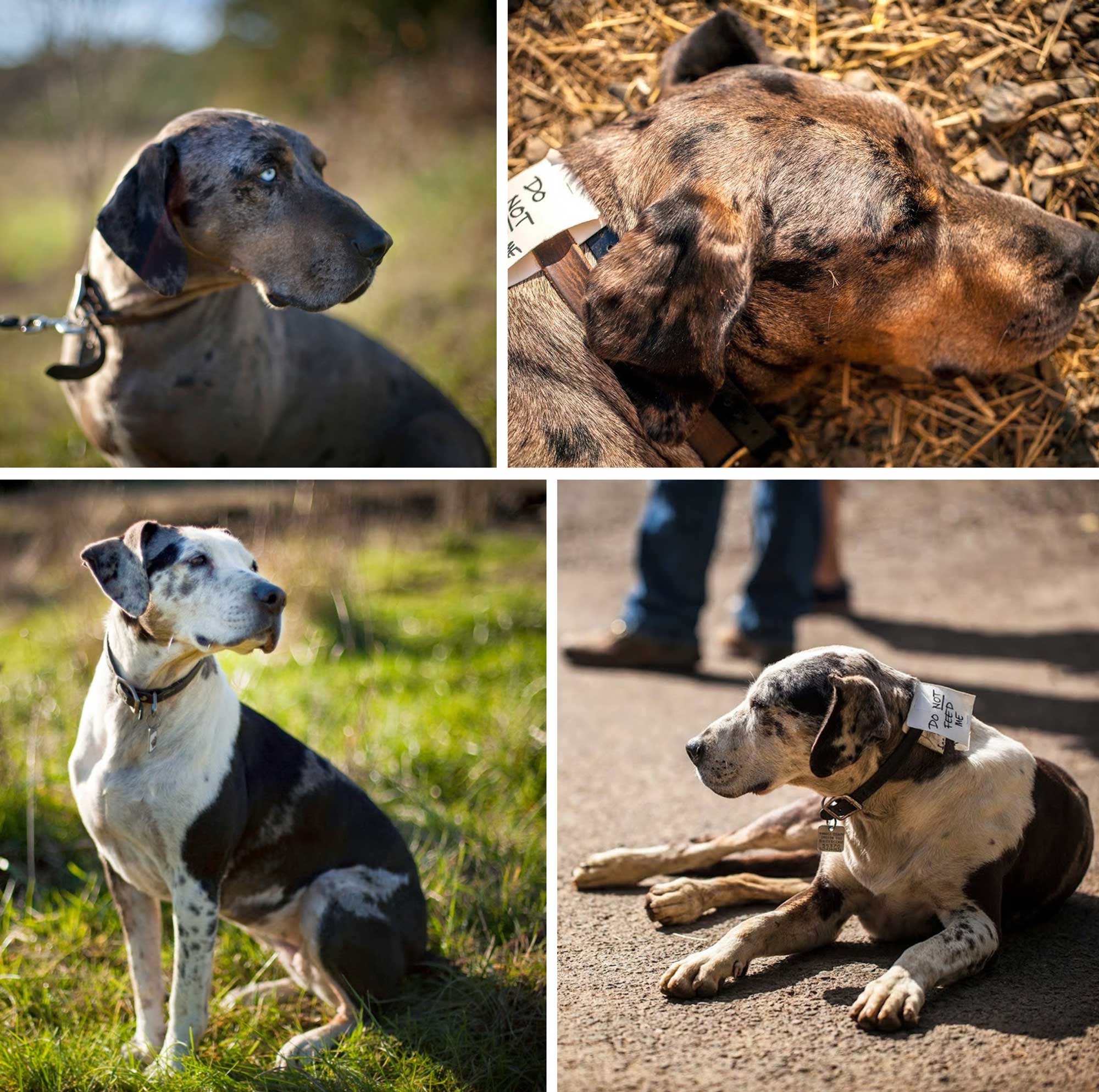  Big Table Farm Collage – images of Clementine and Levi, the Catahoula farm dogs. 