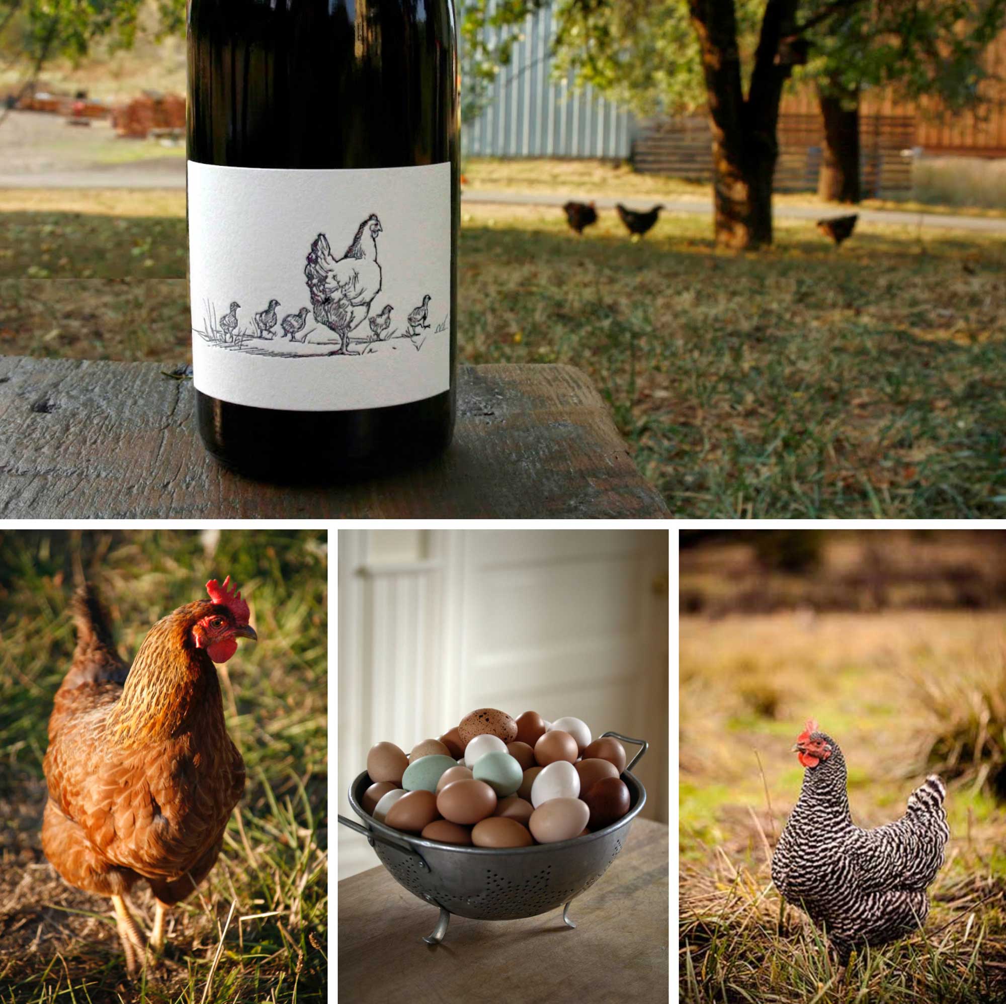  Big Table Farm Collage – Chickens, Eggs, and a Bottle of Wine with a Chicken and Chicks Pencil Drawing on the Label. 