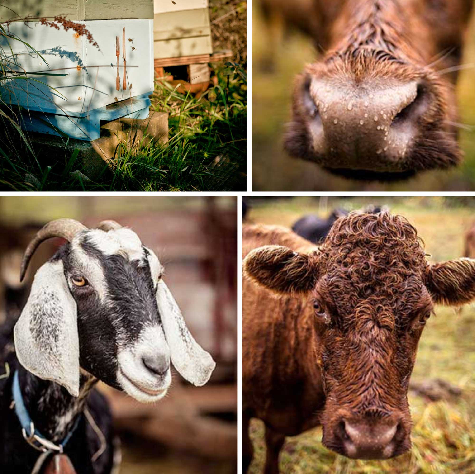  Big Table Farm Collage – Beehive Boxes, Cows, a Goat. 