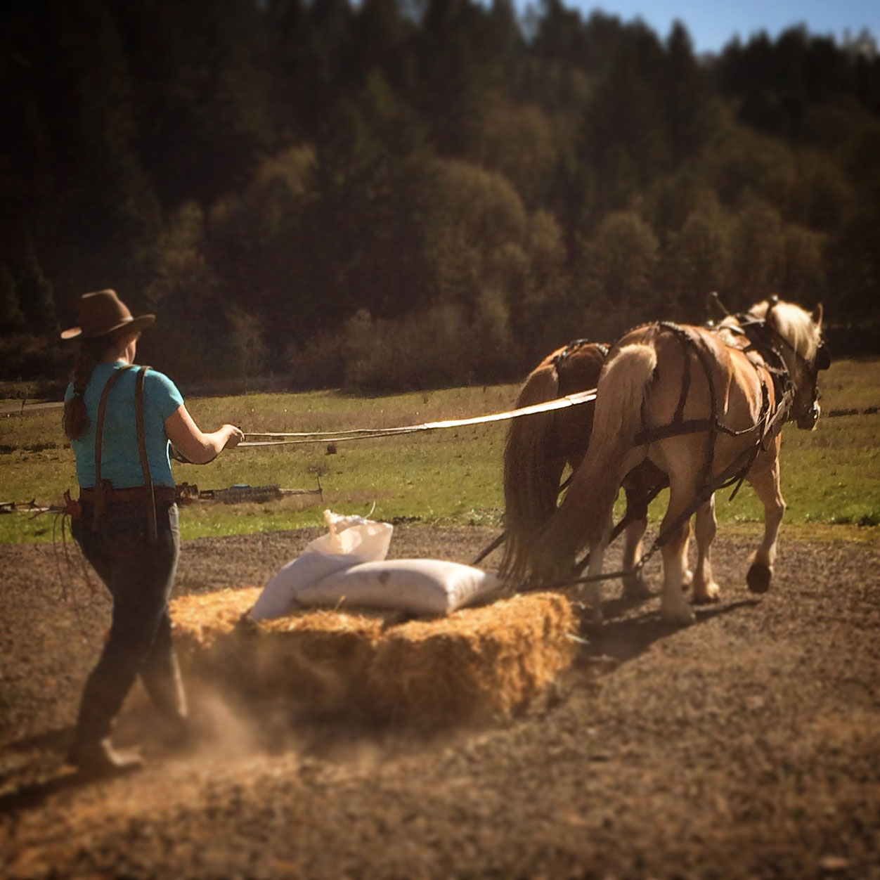  Clare Carver, co-owner of Big Table Farm, working with her draft horses. 