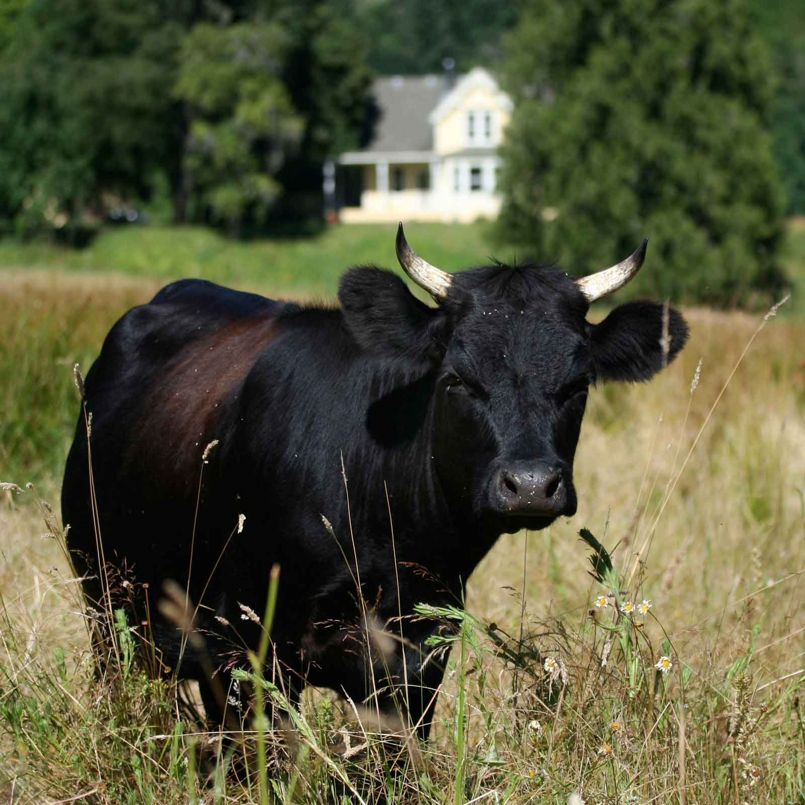  Big Table Farm – A cow in the field. 