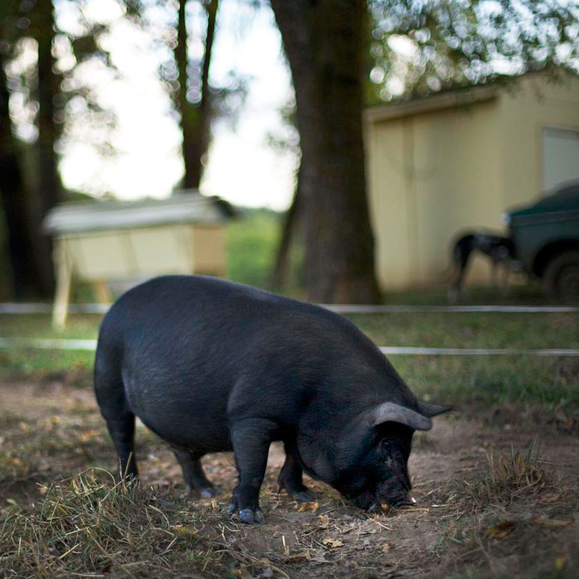  Big Table Farm – A Pig Foraging 