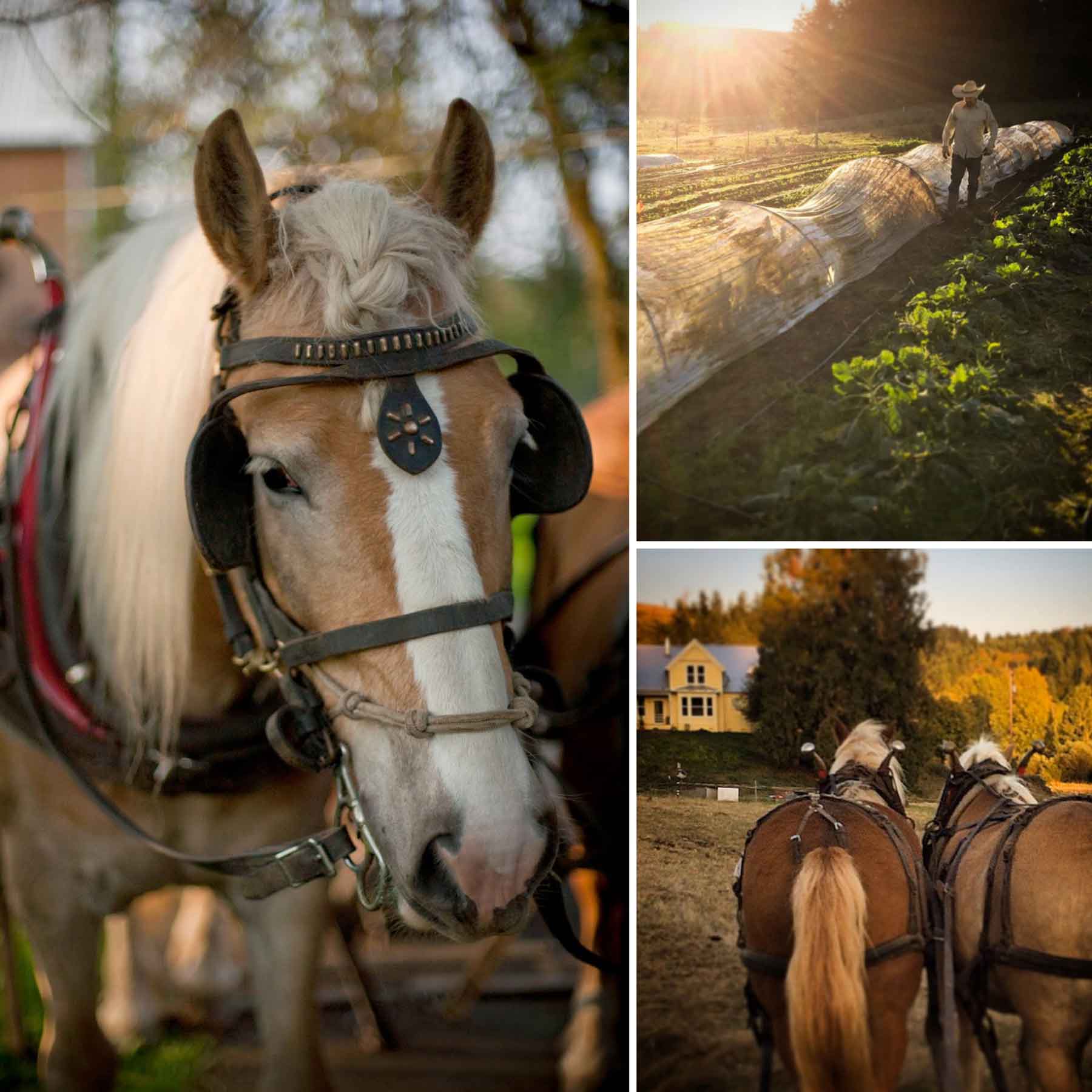  Big Table Farm Collage – Clare’s Draft Horses, and Brian walking through the vegetable garden. 