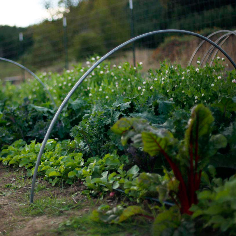  Big Table Farm – Vegetable bed with radishes, kale, snap peas, and chard. 