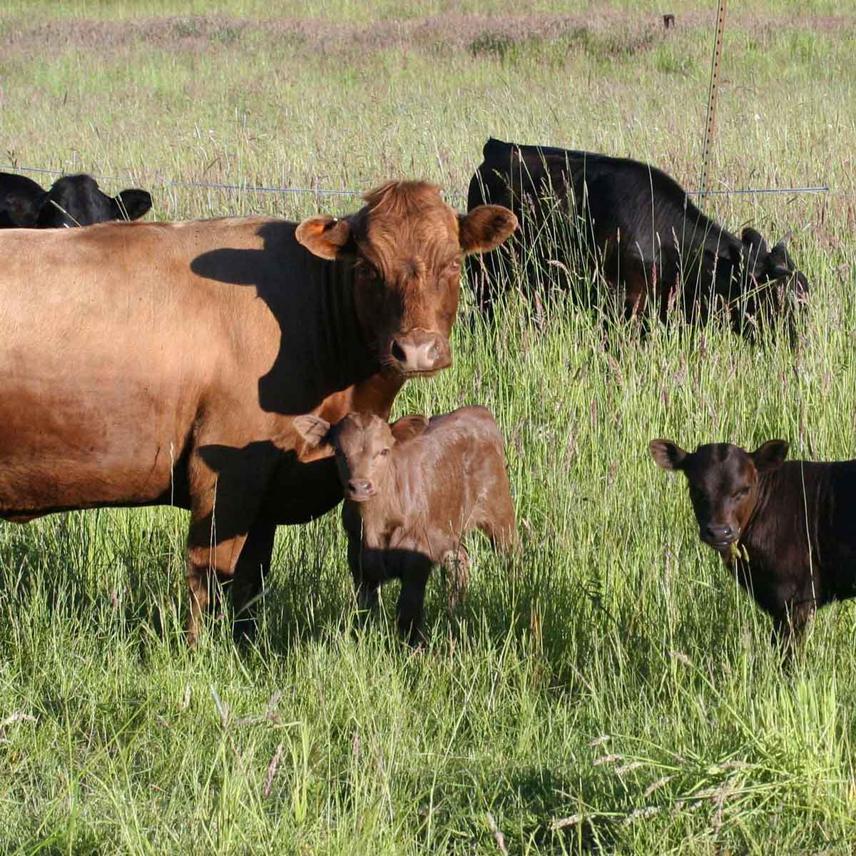  Big Table Farm – Cows and calfs in the field. 